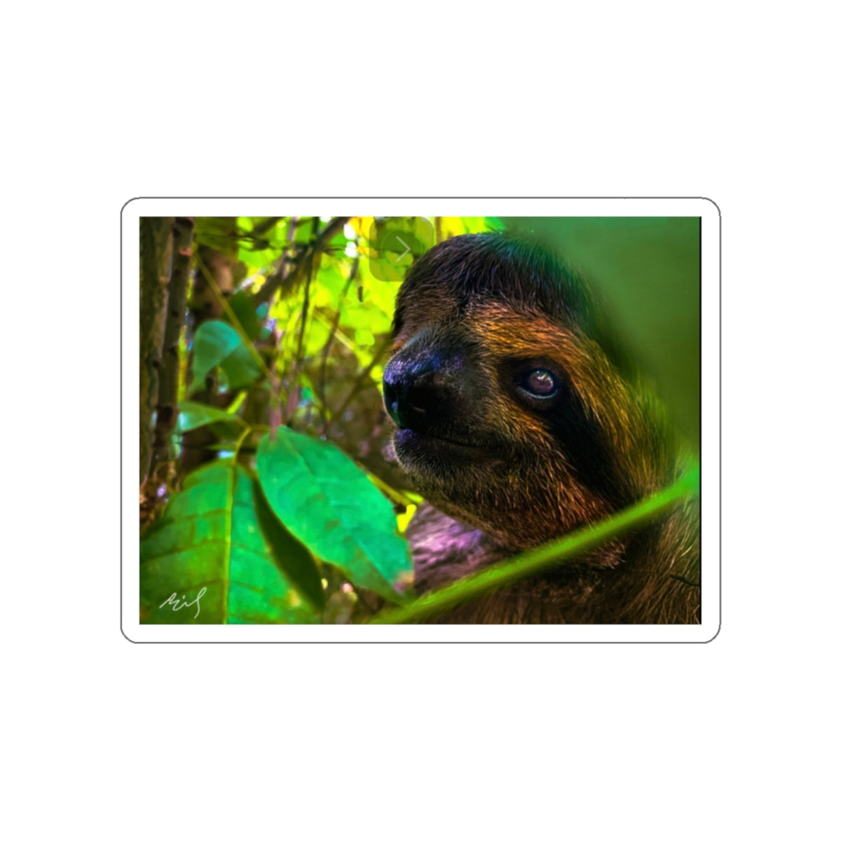 7 - 3 Tead Sloth - Stickers