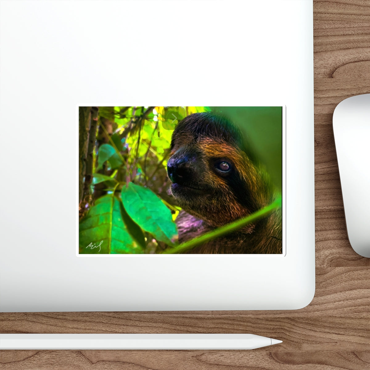 7 - 3 Tead Sloth - Stickers