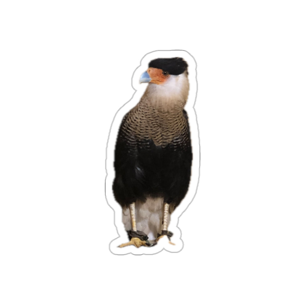 Caracara - Sticker