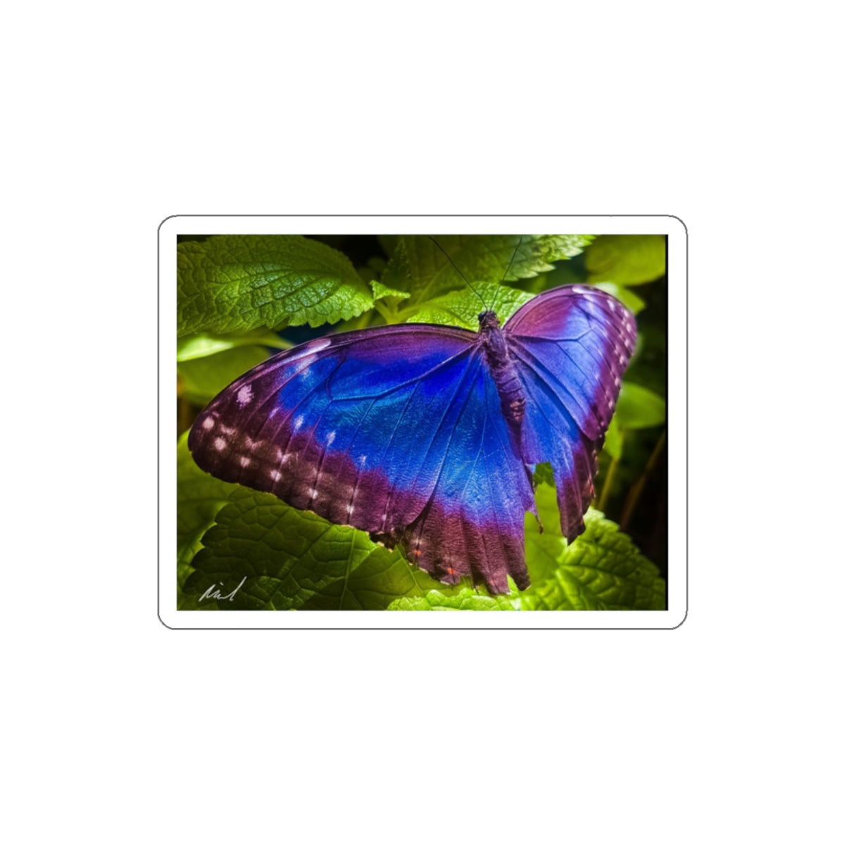 6. Costa Rica - Butterfly Mariposa - Stickers